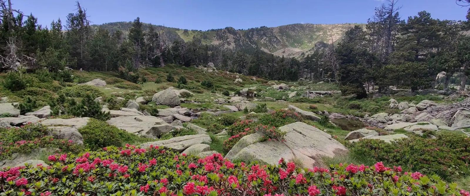 Printemps : Rhododendrons en fleur entre les blocs de granit